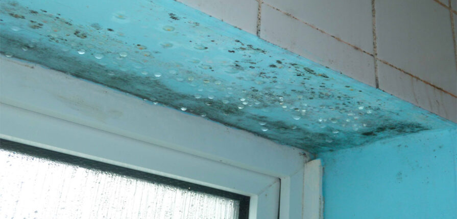 Mould Removal Services