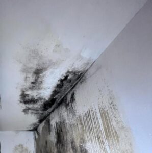 black mould removal services in London