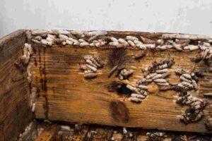 woodworm treatment services in London